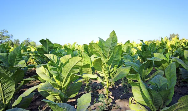 Campo do tabaco em Polonia — Fotografia de Stock