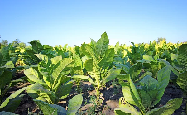 Campo del tabacco in Polonia — Foto Stock