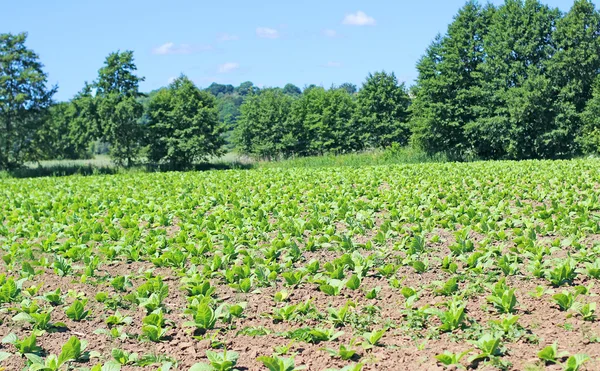 Campo de tabaco en Polonia —  Fotos de Stock