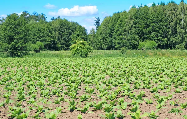 Campo de tabaco en Polonia —  Fotos de Stock