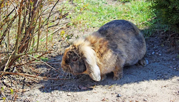 Rabbit Eating Grass Garden — Stock Photo, Image