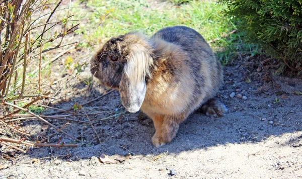 Bahçede Çim Yeme Tavşan — Stok fotoğraf