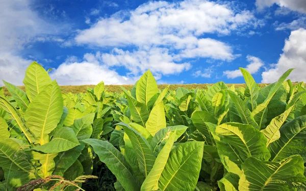 Tabákového plantáž v Polsku — Stock fotografie