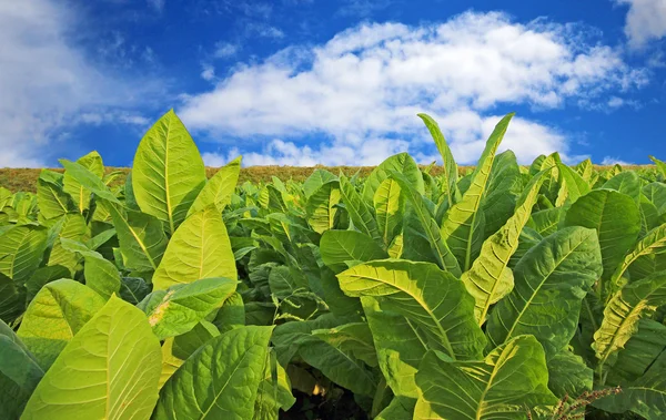 Tobbaco plantage i Polen — Stockfoto