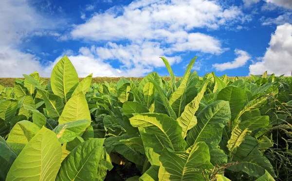 Tabákového plantáž v Polsku — Stock fotografie