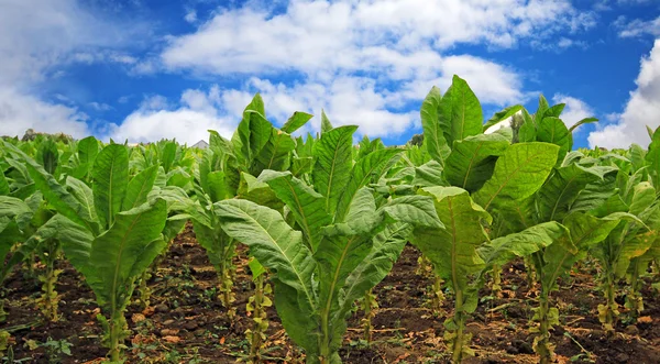 Tabákového plantáž v Polsku — Stock fotografie