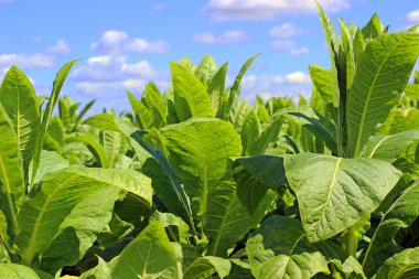 tobbaco ekimi Polonya 