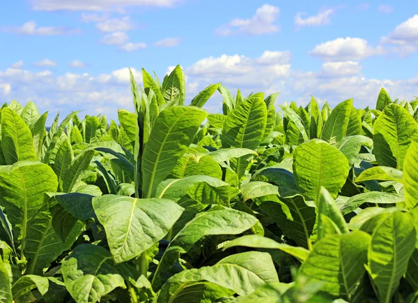 Tabak plantage in Polen — Stockfoto