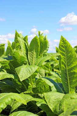 tobbaco ekimi Polonya 