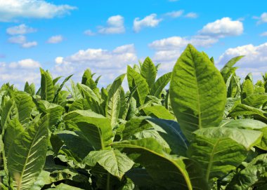 tobbaco ekimi Polonya 