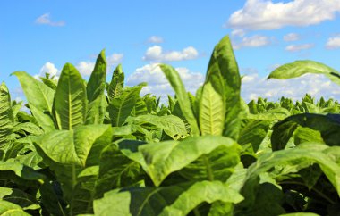 tobbaco ekimi Polonya 