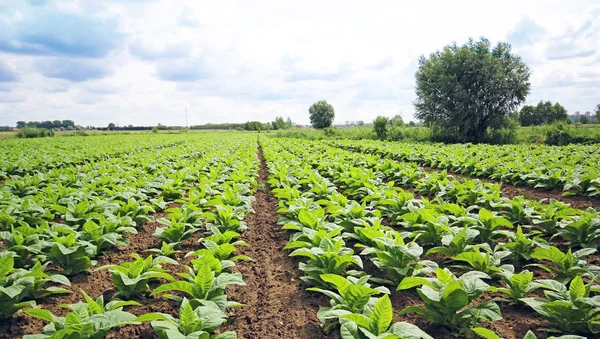 Plantação de tabaco em Polonia — Fotografia de Stock