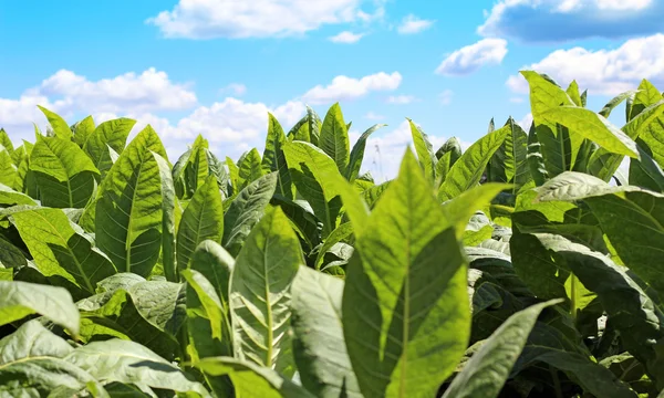 Tabakplantage in Polen — Stockfoto