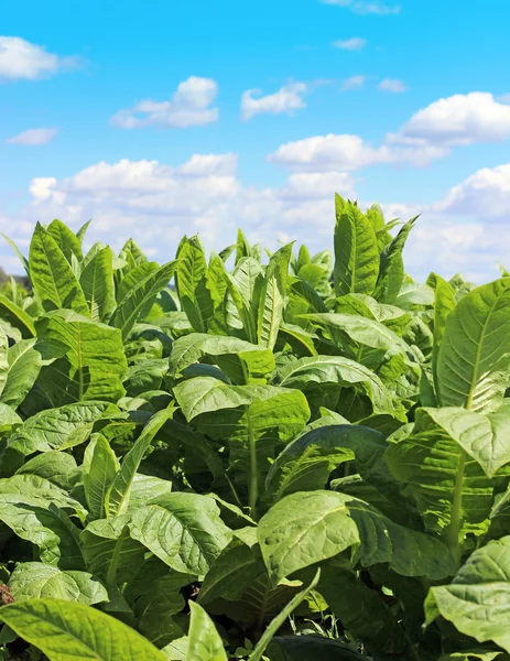 Tabak plantage in Polen — Stockfoto