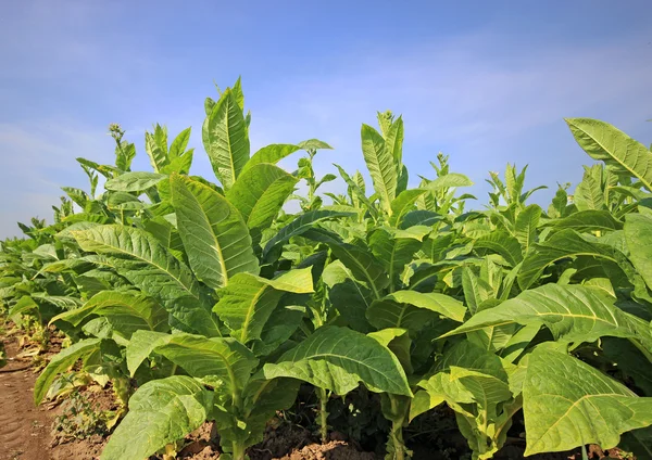 Tabakplantage in Polen — Stockfoto