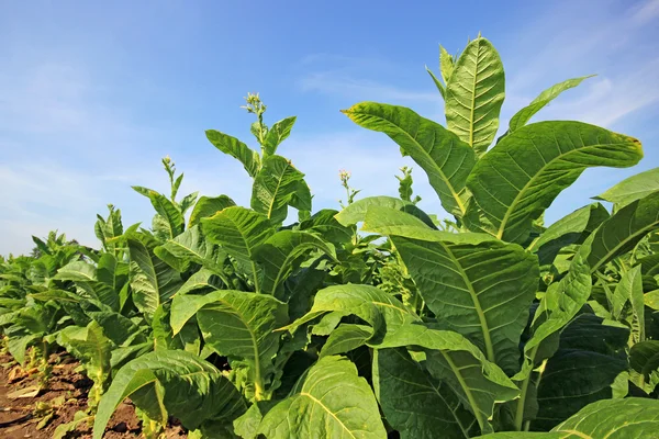 Plantação de tabaco em Polonia — Fotografia de Stock