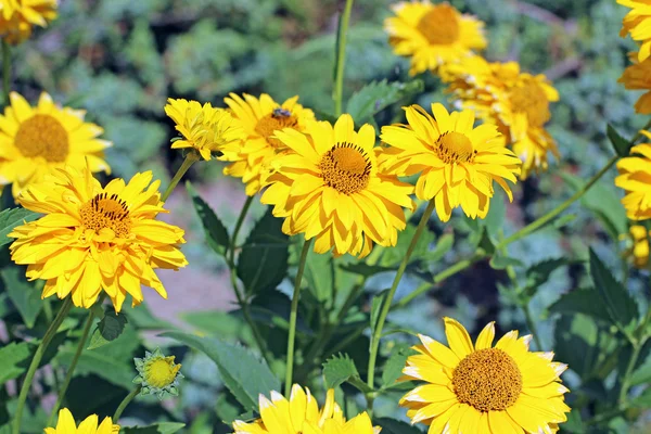 Belas flores amarelas em um jardim. — Fotografia de Stock