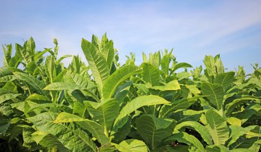 tobbaco ekimi Polonya 