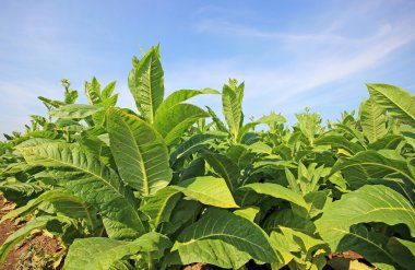 tobbaco ekimi Polonya 