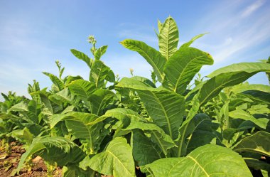 tobbaco ekimi Polonya 