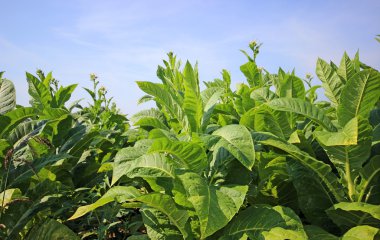 tobbaco ekimi Polonya 