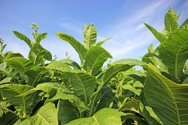 Plantação de tabaco em Polonia — Fotografia de Stock