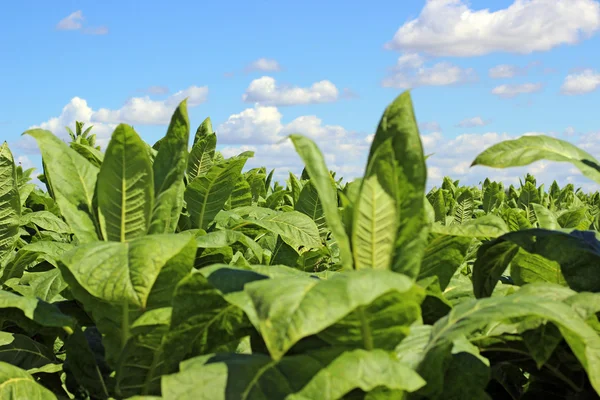 Plantação de tabaco em Polonia — Fotografia de Stock