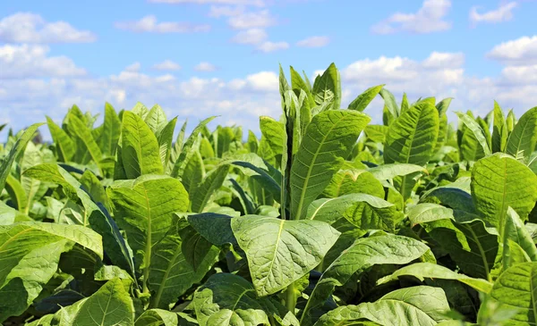 Plantação de tabaco em Polonia — Fotografia de Stock