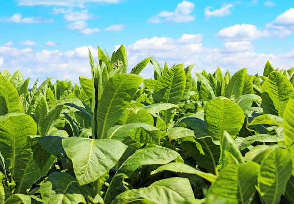 Plantación de tabaco en Polonia — Foto de Stock