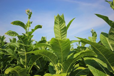 tobbaco ekimi Polonya 