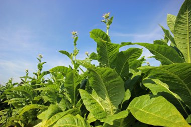 tobbaco ekimi Polonya 