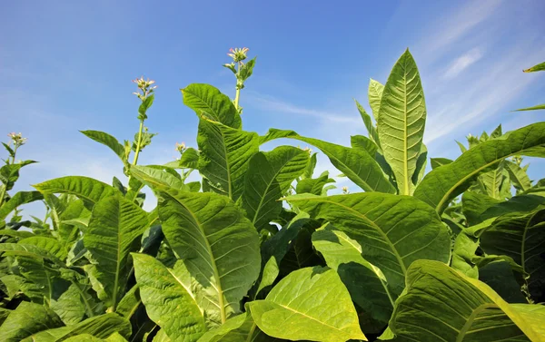 Plantação de tabaco em Polonia — Fotografia de Stock