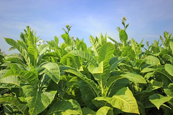 Plantação de tabaco em Polonia — Fotografia de Stock