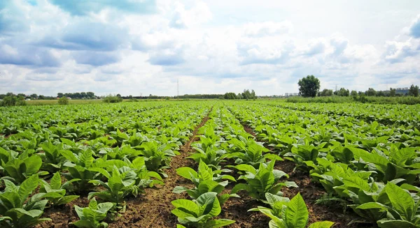 Plantação de tabaco em Polonia — Fotografia de Stock