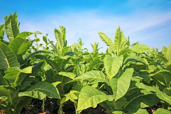 Plantação de tabaco em Polonia — Fotografia de Stock