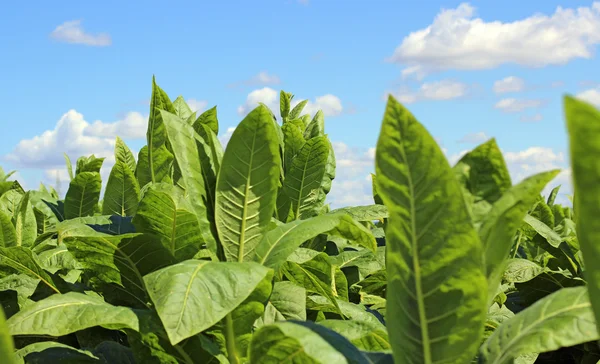 Tabakplantage in Polen — Stockfoto