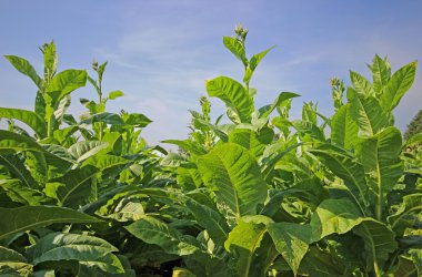 tobbaco ekimi Polonya 