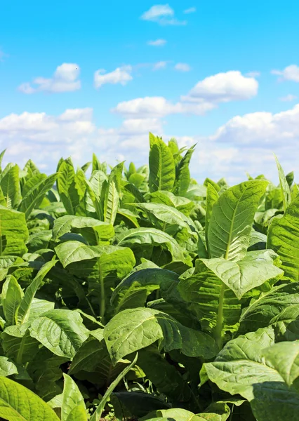 Plantación de tabaco en Polonia — Foto de Stock