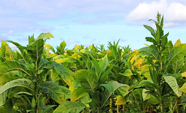 Tobbaco plantage i Polen — Stockfoto