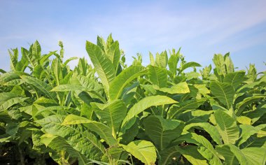 tobbaco ekimi Polonya 