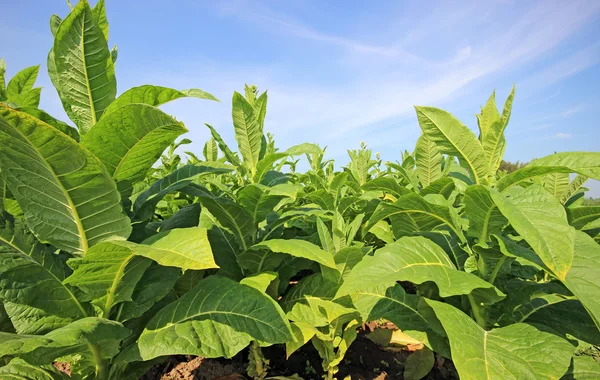 Plantação de tabaco em Polonia — Fotografia de Stock