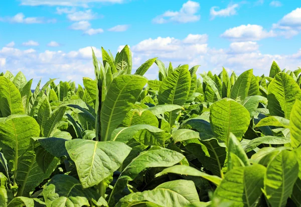 Plantação de tabaco em Polonia — Fotografia de Stock