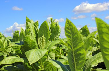 tobbaco ekimi Polonya 