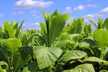 tobbaco ekimi Polonya 