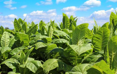 tobbaco ekimi Polonya 