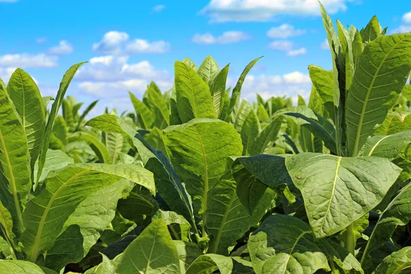 Plantação de tabaco em Polonia — Fotografia de Stock