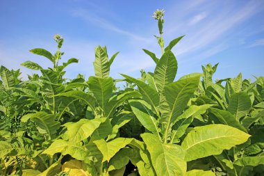 tobbaco ekimi Polonya 