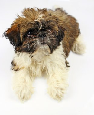 Shih tzu yavrusu