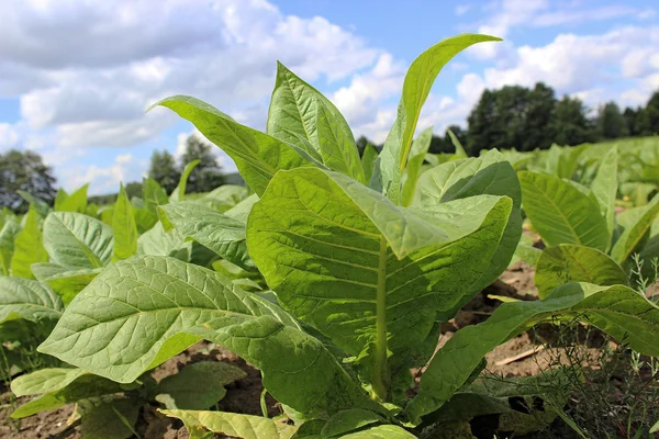 Tabakanbau auf einem Feld in Polen — Stockfoto