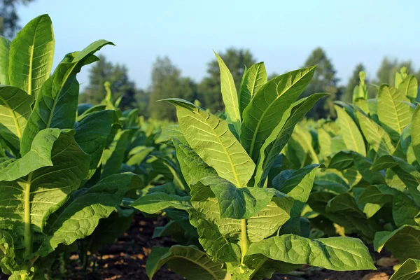 Cultivo de tabaco num campo na Polónia — Fotografia de Stock